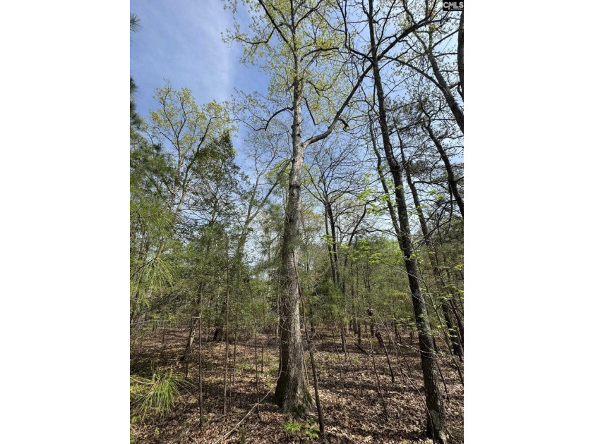 9.71 Acres Tucked away near Lake Murray's edge - Holly Point Rd - photo 10