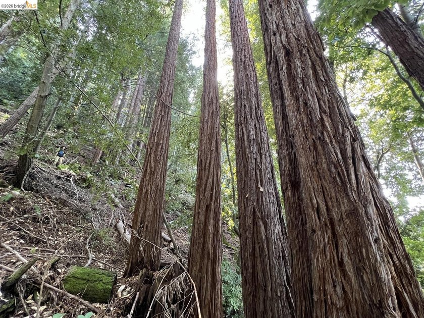 Tucked away in one of Scotts Valley's most desirable - photo 2