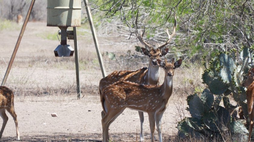 Welcome to your South Texas gentleman's ranch retreat or your - photo 32