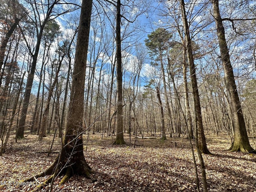 +/- 625 acre hardwood timber river bottom hunting tract in - photo 6