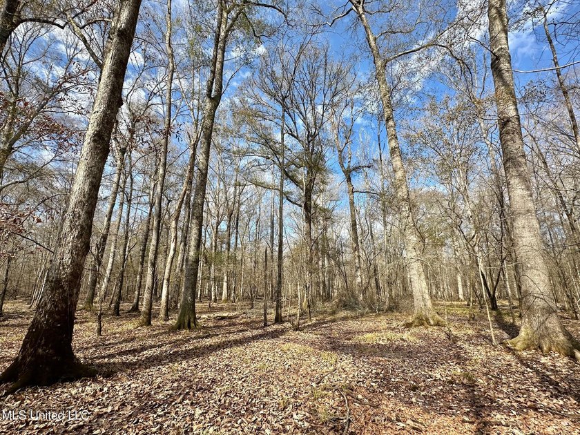 +/- 625 acre hardwood timber river bottom hunting tract in - photo 8