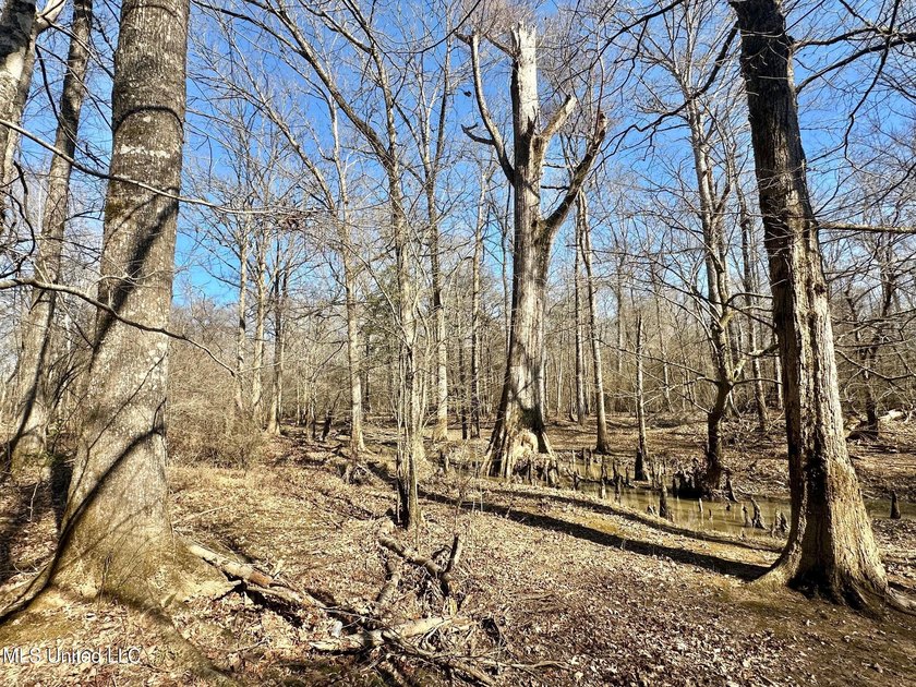 +/- 438 acre hardwood timber river bottom hunting tract in - photo 7