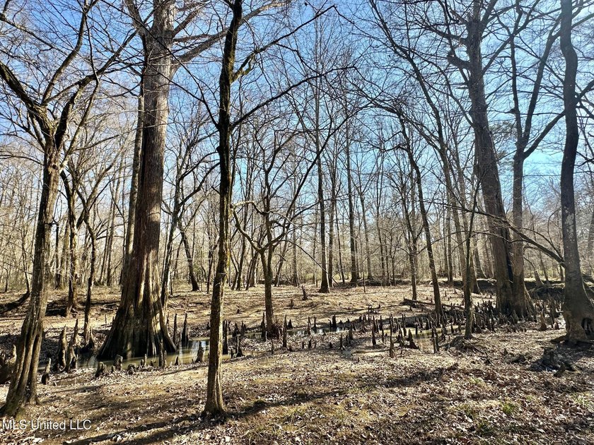 +/- 438 acre hardwood timber river bottom hunting tract in - photo 9
