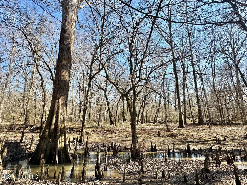 +/- 438 acre hardwood timber river bottom hunting tract in - photo 10