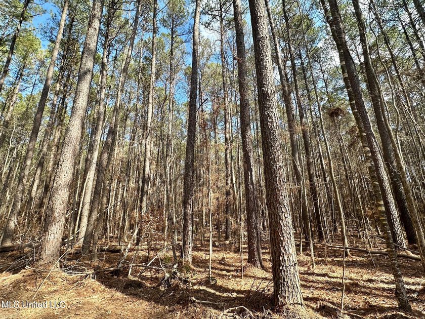 +/- 269 acre hardwood timber river bottom hunting tract in - photo 3