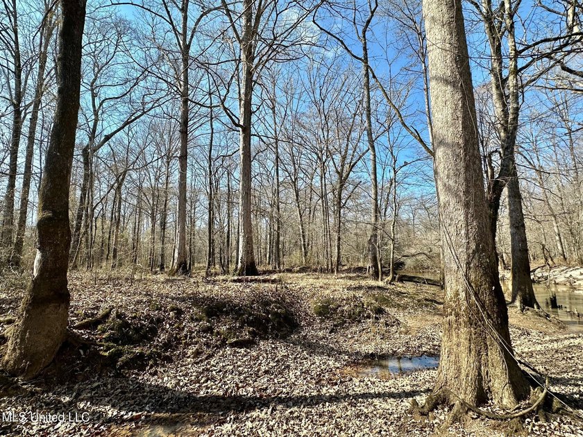 +/- 269 acre hardwood timber river bottom hunting tract in - photo 10