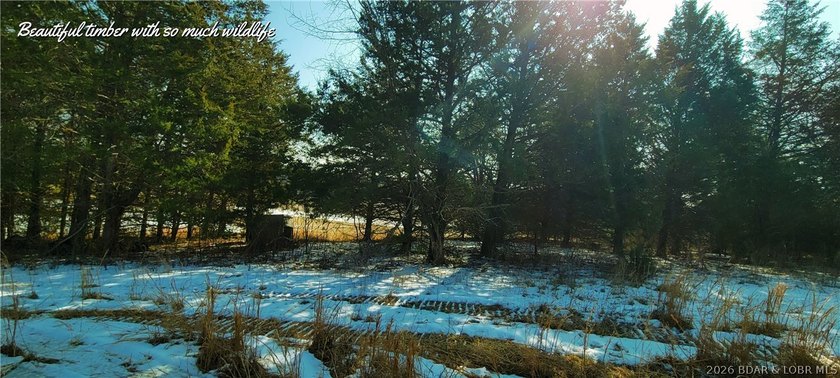 3 bdrm 2 1/2 bath home on 76 gorgeous acres with 2 ponds! This - photo 43