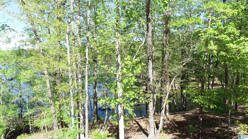 JUST REDUCED TO SALE THIS SUMMER!!!! Wonderful large cove lot - photo 8