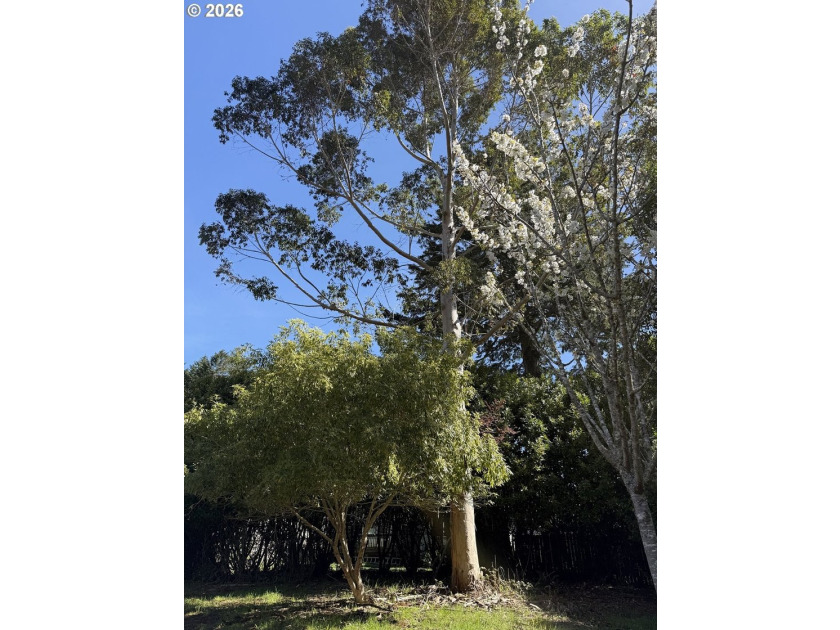LEVEL HALF-ACRE NEAR HARRIS BEACH - BUILD-READY WITH ROOM TO - photo 24