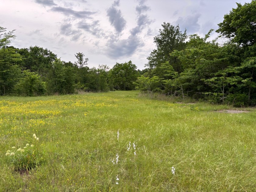 26.5 Acres - Hunting, Livestock, or Build Site If you've been - photo 4