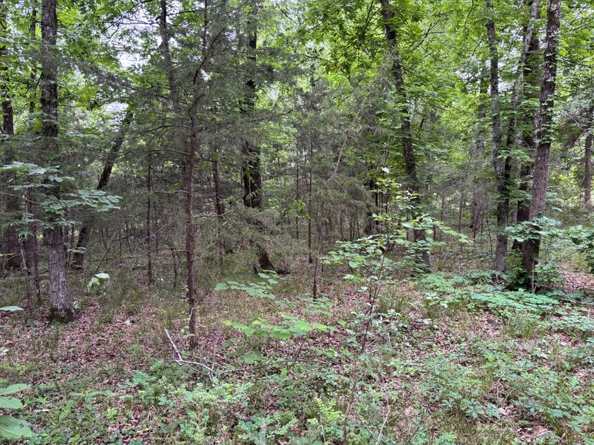 26.5 Acres - Hunting, Livestock, or Build Site If you've been - photo 9