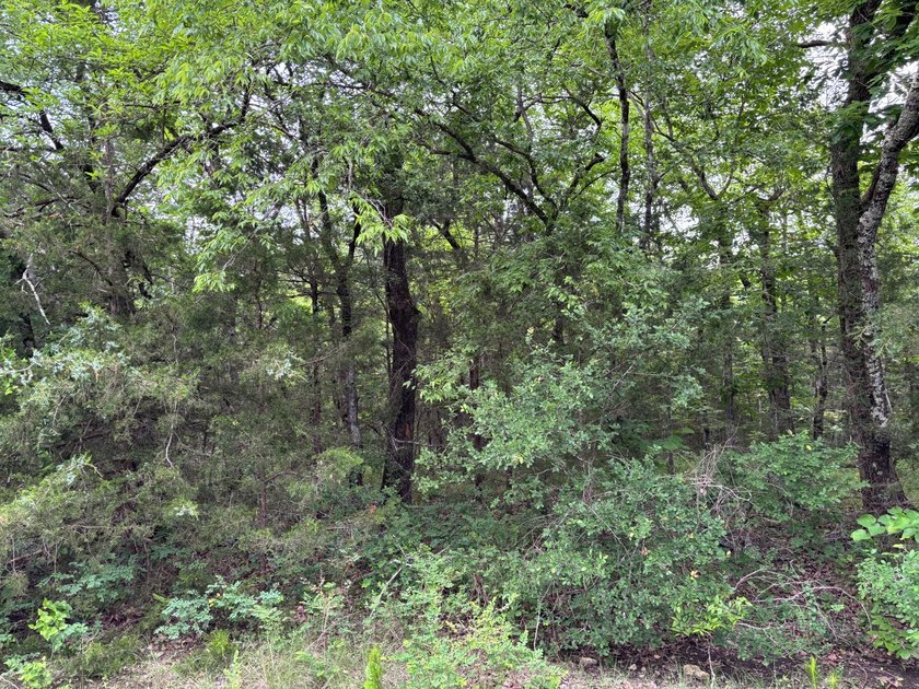 26.5 Acres - Hunting, Livestock, or Build Site If you've been - photo 10