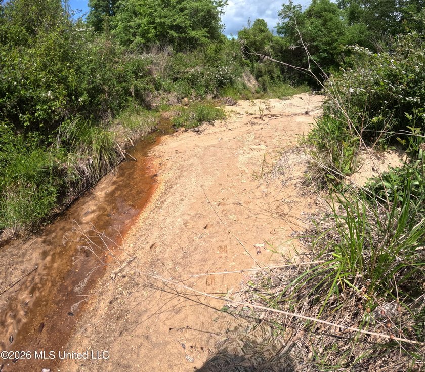 255+/- Acres | Hunting &amp; Recreation Tract | Braxton, MS If - photo 3