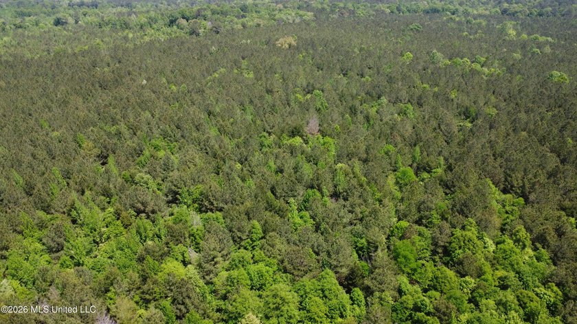 255+/- Acres | Hunting &amp; Recreation Tract | Braxton, MS If - photo 8