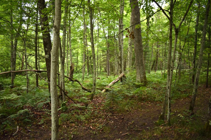 79.5 Acres with a cabin overlooking a small spring fed pond. No - photo 12