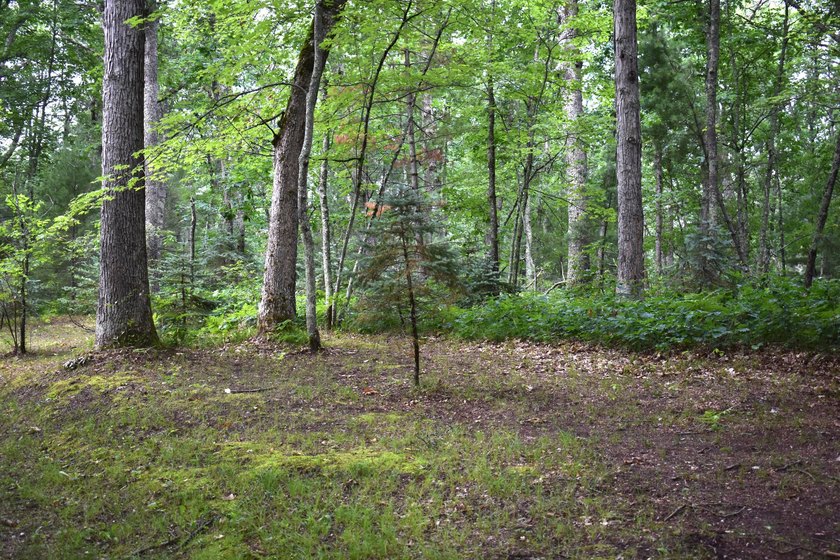 79.5 Acres with a cabin overlooking a small spring fed pond. No - photo 13