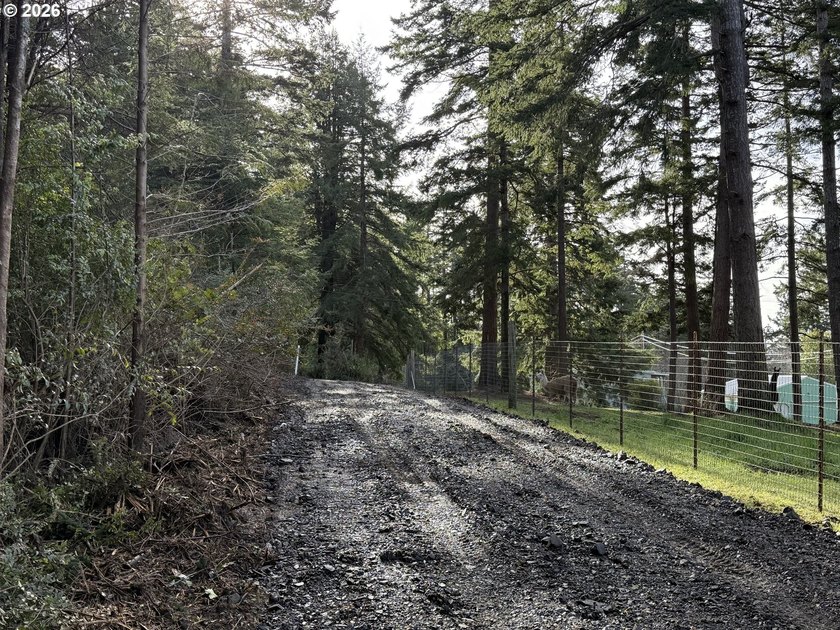 NEW road built - This forested parcel offers the perfect blend - photo 2