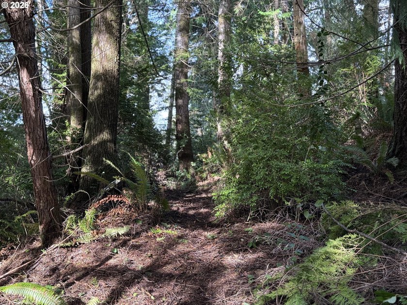 NEW road built - This forested parcel offers the perfect blend - photo 3