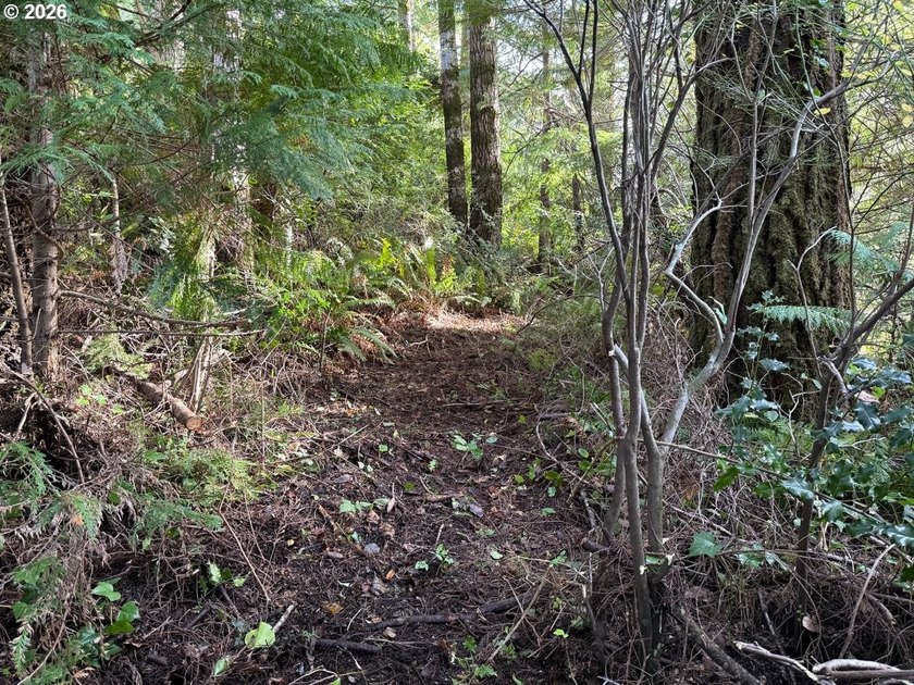 NEW road built - This forested parcel offers the perfect blend - photo 5