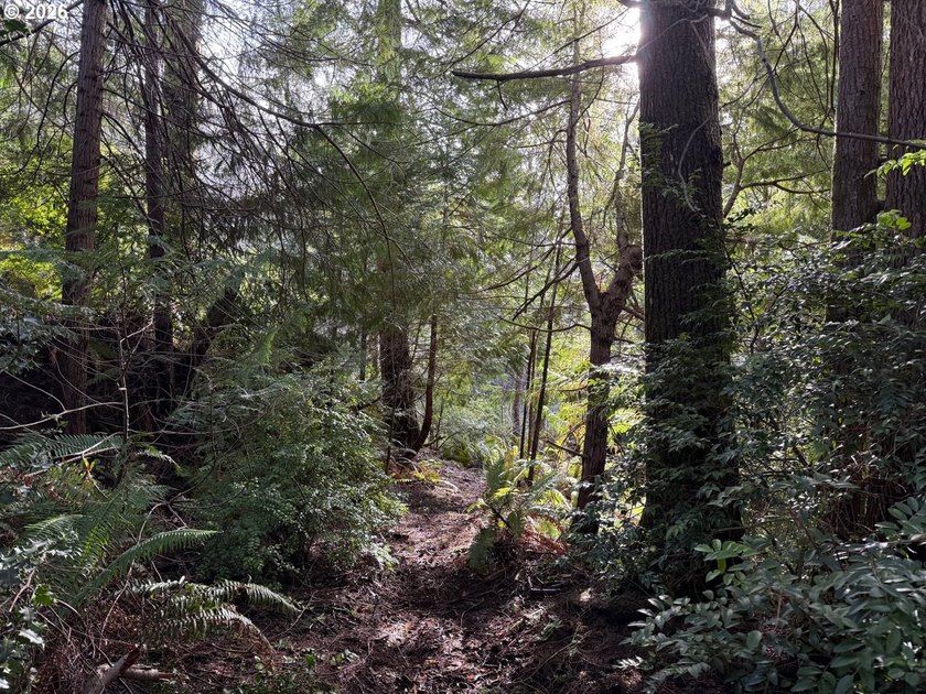 NEW road built - This forested parcel offers the perfect blend - photo 6