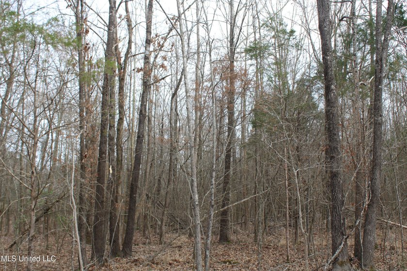 7.82 acres located south of Highway 78 between Red Banks and - photo 5