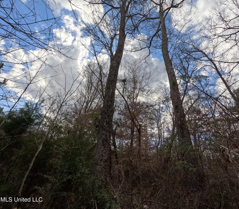 176 Acres near Mendenhall, MS The land is a strong mix for - photo 4