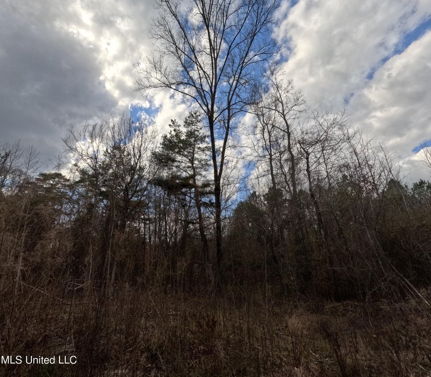 176 Acres near Mendenhall, MS The land is a strong mix for - photo 7