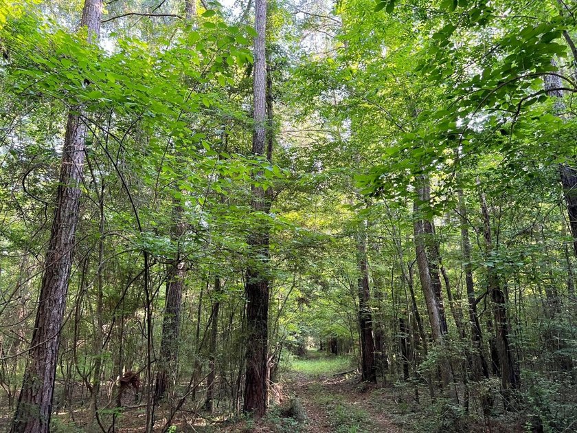 This waterfront timber and hunting investment offers a lot - photo 2