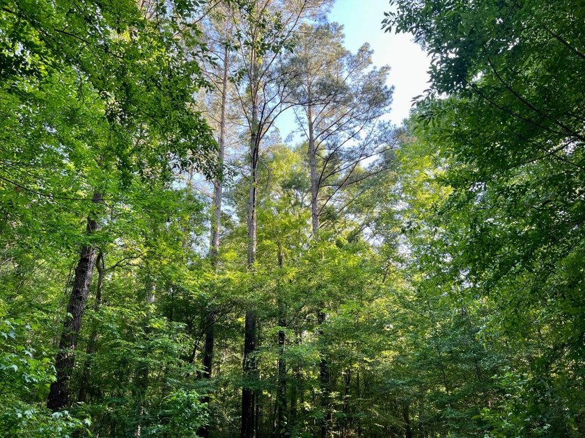 This waterfront timber and hunting investment offers a lot - photo 4