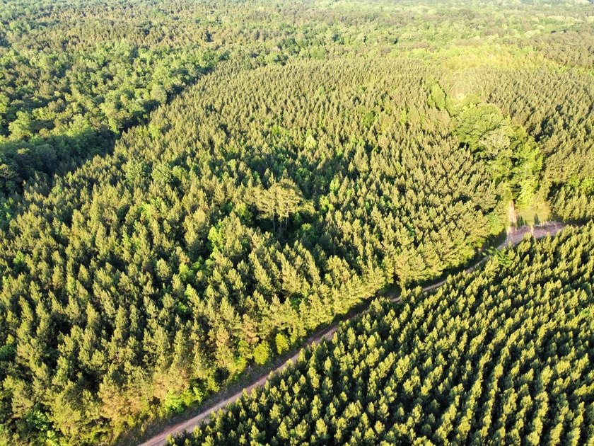 This waterfront timber and hunting investment offers a lot - photo 7