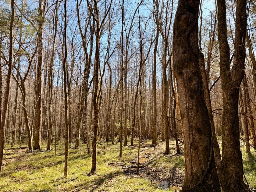 This waterfront timber and hunting investment offers a lot - photo 8