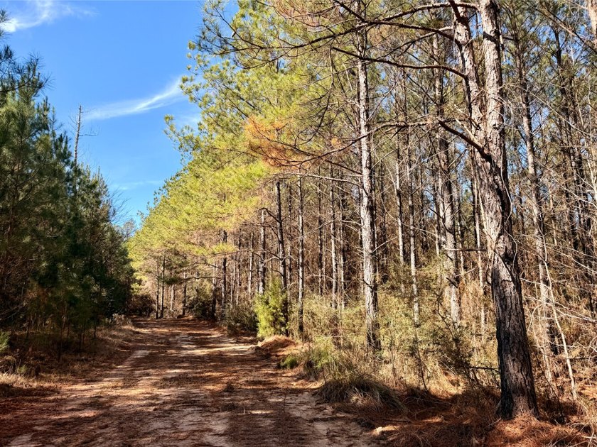 This waterfront timber and hunting investment offers a lot - photo 9