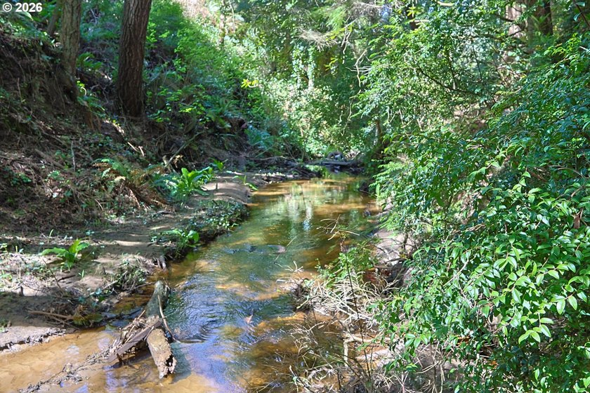 Spacious 110' x 80' wooded lot with peaceful creek frontage - photo 5
