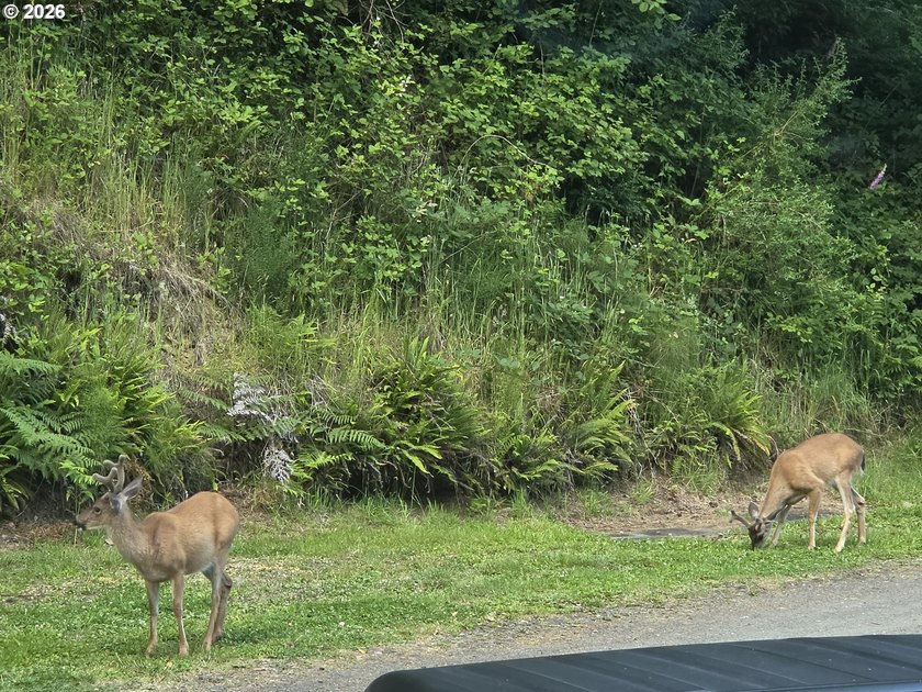 Tucked away at the end of a private driveway, this secluded and - photo 46