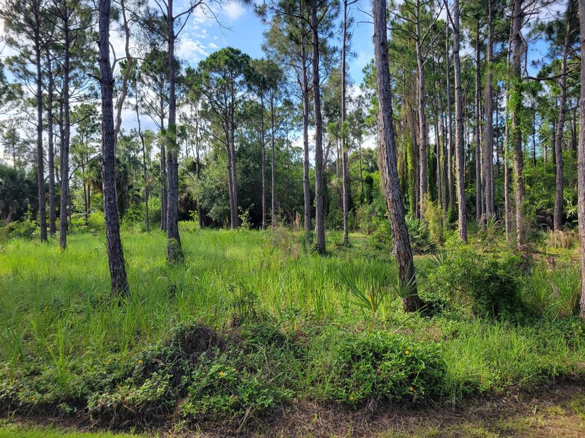 1.25 acre unimproved vacant treed lot in one of the least known - photo 2