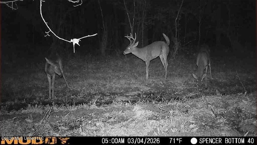 160+/- Acres - Bogue Chitto, Mississippi | Riverfront Hunting - photo 2