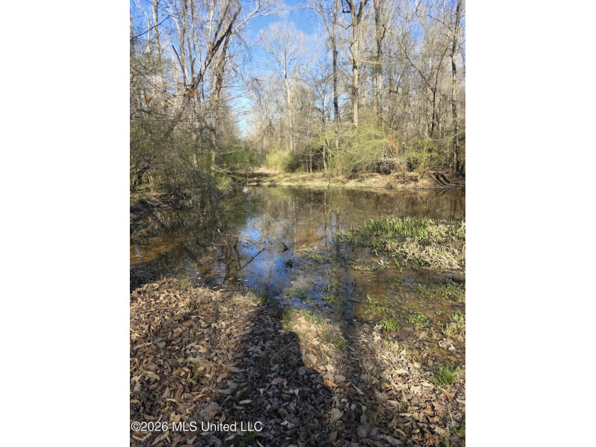 160+/- Acres - Bogue Chitto, Mississippi | Riverfront Hunting - photo 10