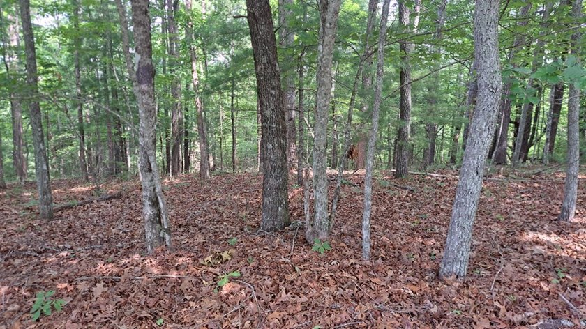 UNRESTRICTED 31+ acres with direct State Road access. Property - photo 11
