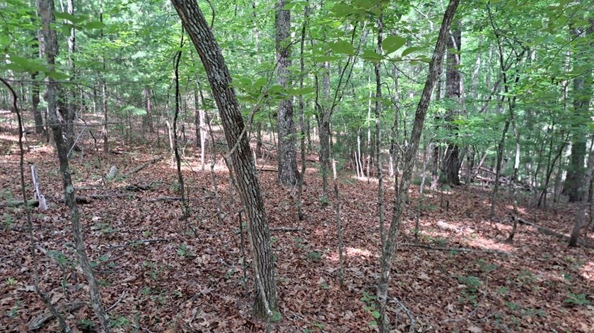 UNRESTRICTED 31+ acres with direct State Road access. Property - photo 13