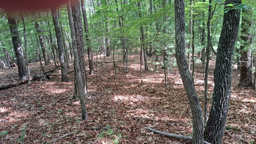 UNRESTRICTED 31+ acres with direct State Road access. Property - photo 15
