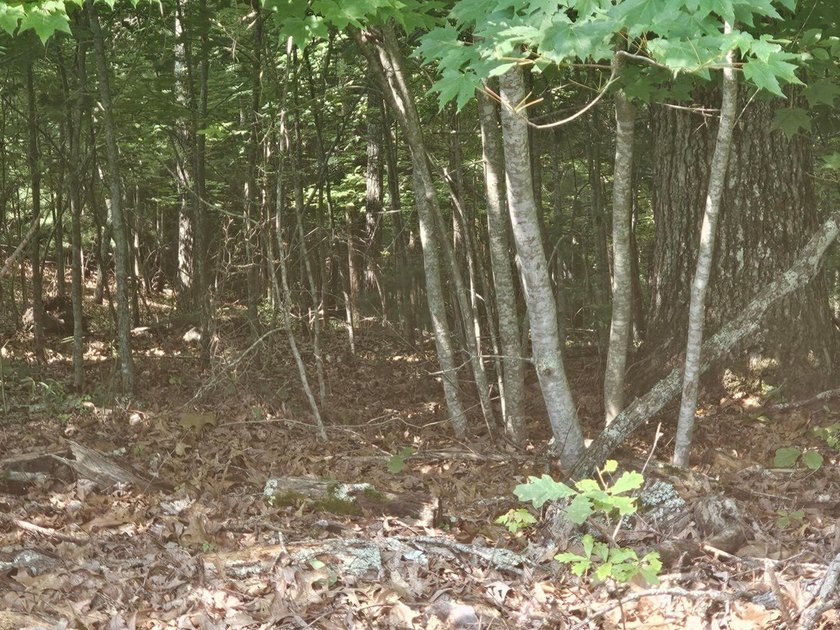 UNRESTRICTED 31+ acres with direct State Road access. Property - photo 21