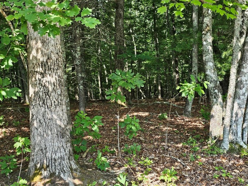UNRESTRICTED 31+ acres with direct State Road access. Property - photo 22