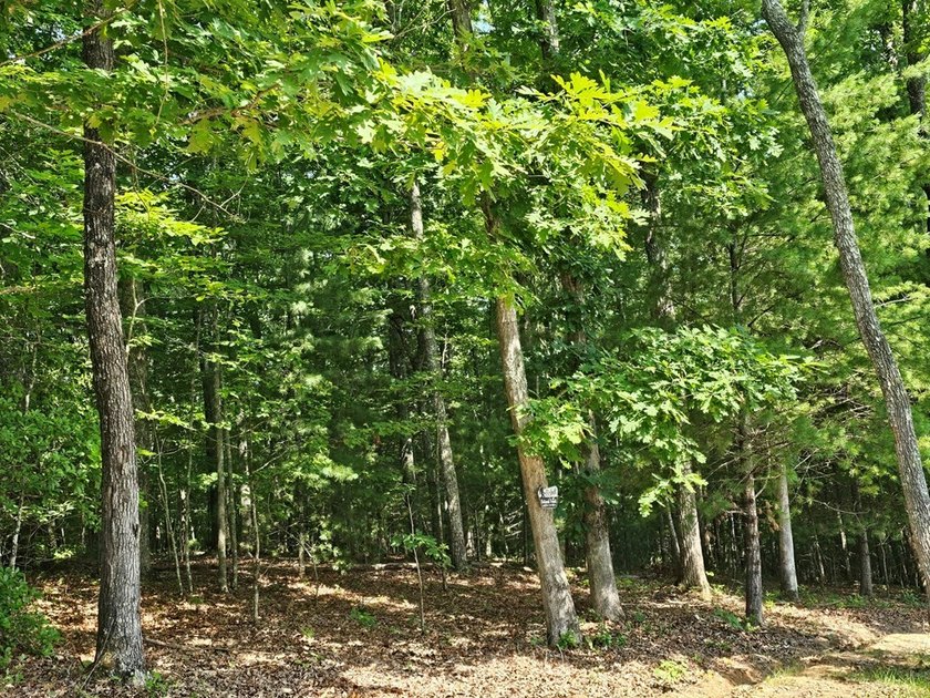 UNRESTRICTED 31+ acres with direct State Road access. Property - photo 23