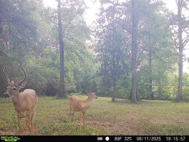 Rocky Creek Getaway - Recreational Land for Sale in Jones County - photo 42