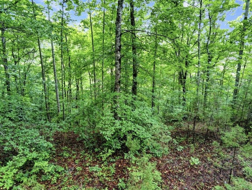 4.5 Acres Near Dale Hollow Lake - Ready for Your Dream Lake - photo 11