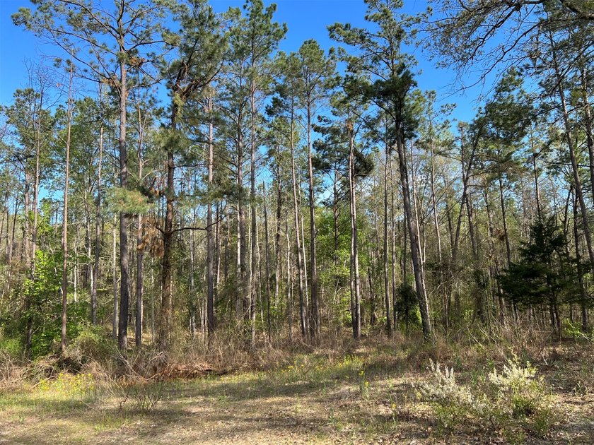 74-acre vacant wooded land for sale in Smith County, East TX - photo 11