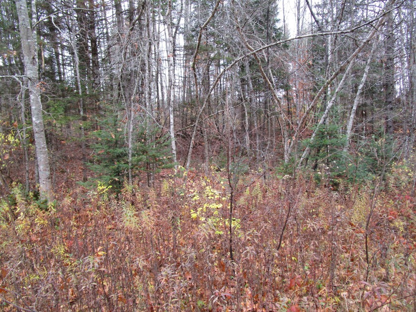 A great place for privacy with all the firewood you could ever - photo 5