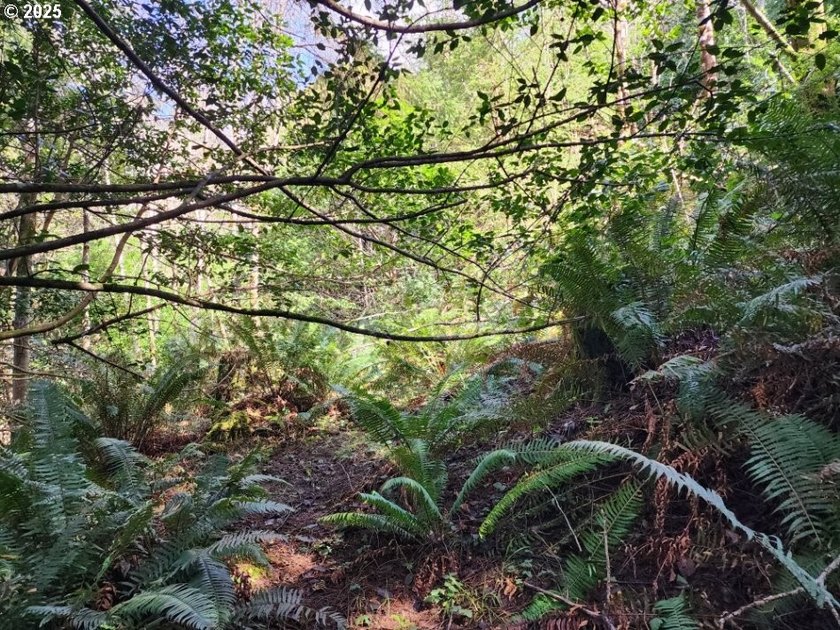 Secluded .5acre wooded lot on the Oregon Coast. Discover the - photo 3