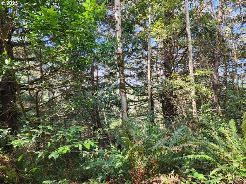Secluded .5acre wooded lot on the Oregon Coast. Discover the - photo 4