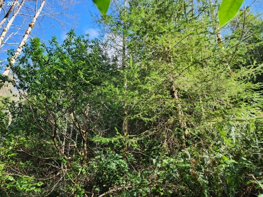 Secluded .5acre wooded lot on the Oregon Coast. Discover the - photo 6
